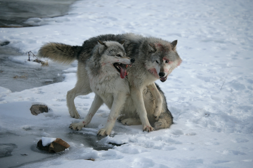 Two grey wolves cuddling affectionately and playing in the snow together.